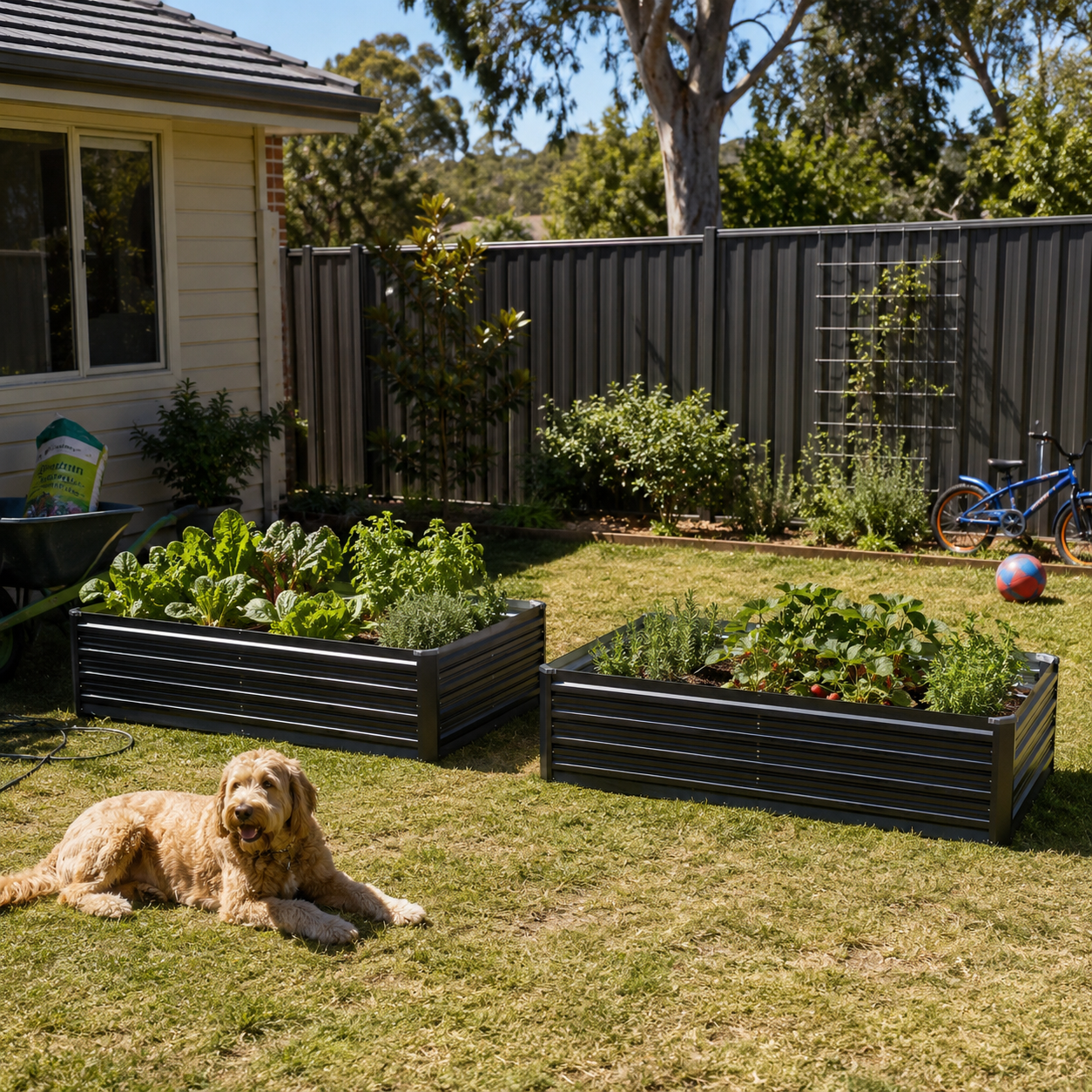 Dog lying on grass next to raised garden beds with plants in a backyard setting.