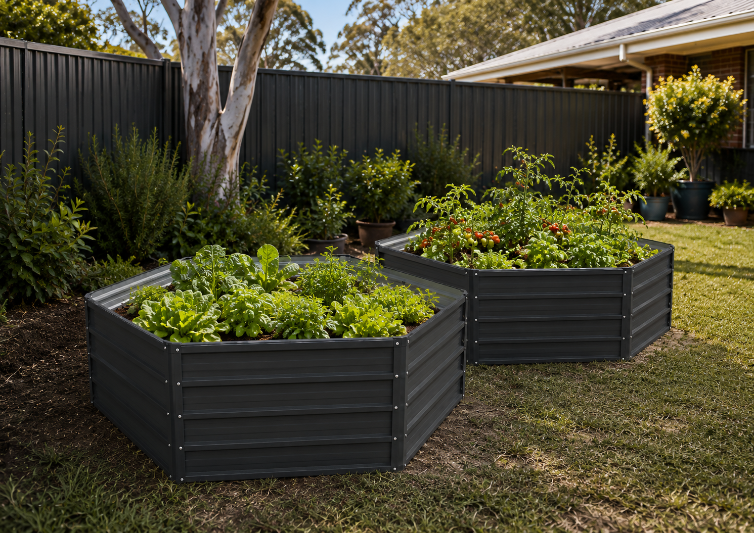 Two dark gray raised garden beds filled with green plants, set in a backyard lawn with a black fence, trees, and house visible in the background.