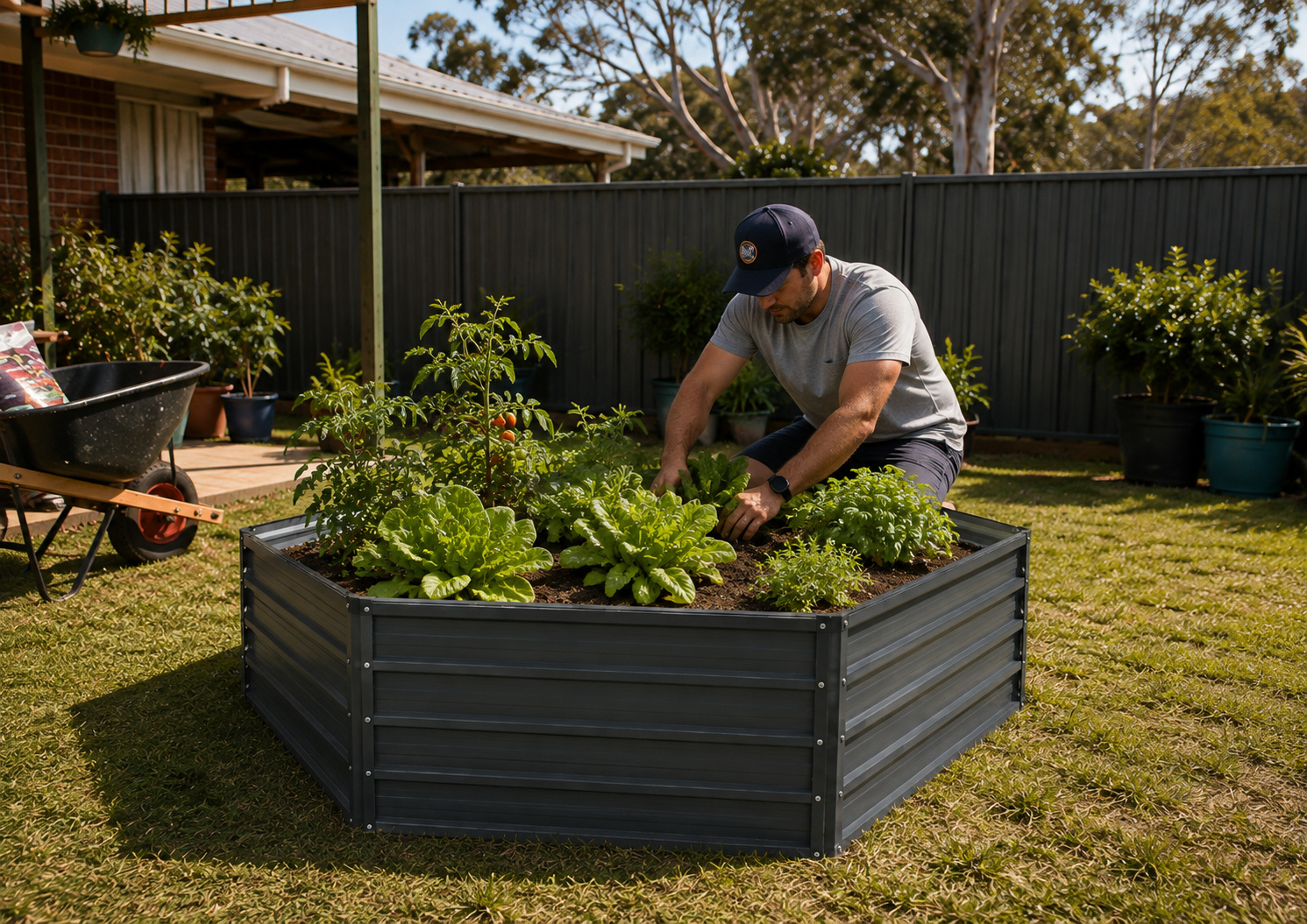 A man gardening in a raised garden bed with leafy greens, set in a backyard with a dark fence, grass, and a wheelbarrow.