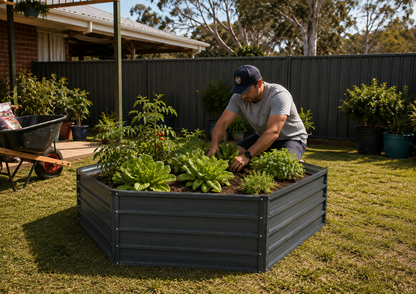 A man gardening in a raised garden bed with leafy greens, set in a backyard with a dark fence, grass, and a wheelbarrow.